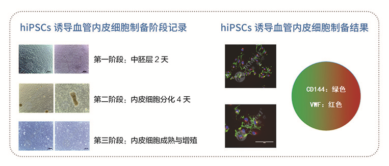 hiPSCs 诱导血管内皮细胞（iECs）-1.png